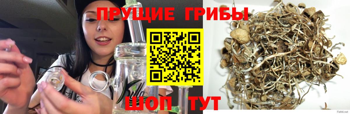 Псилоцибиновые грибы Psilocybe  Псилоцибиновые грибы Psilocybine cubensis  Аша  как найти закладки  Вход с VPN 
